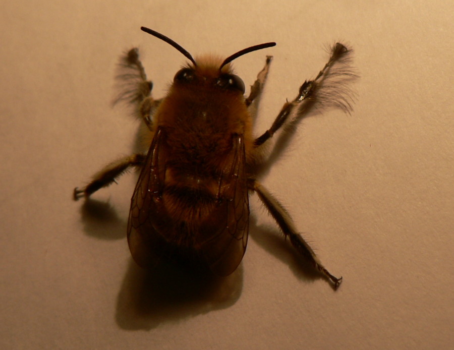 Anthophora cfr. plumipes  maschio